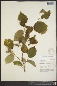 Corylus cornuta image