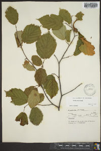 Corylus cornuta image