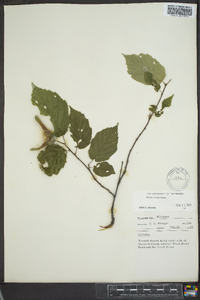 Corylus cornuta image