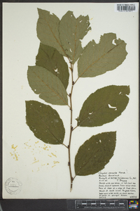 Corylus cornuta image