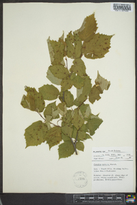 Corylus cornuta image