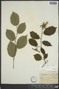 Corylus cornuta image