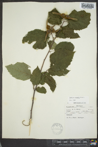 Corylus cornuta image