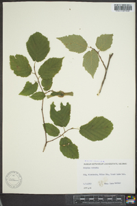 Corylus cornuta image