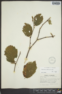 Corylus cornuta var. californica image