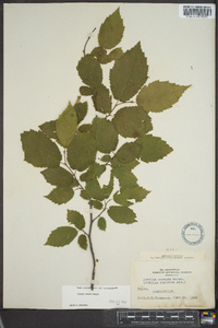 Corylus cornuta image