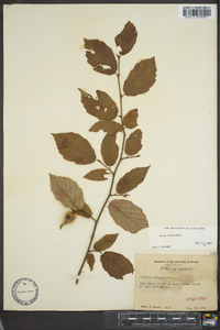 Corylus cornuta image