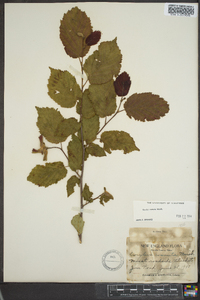 Corylus cornuta image