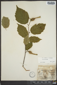 Corylus cornuta image