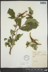 Corylus cornuta image