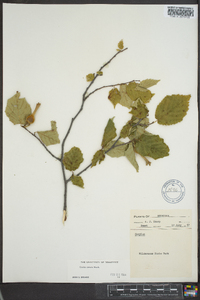 Corylus cornuta image