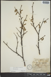 Corylus cornuta image