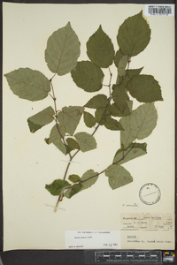 Corylus cornuta image