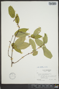 Betula alleghaniensis image