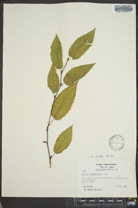 Betula alleghaniensis image