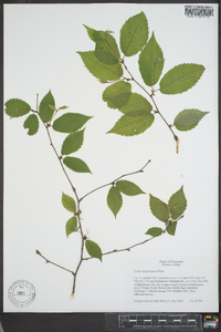 Betula alleghaniensis image