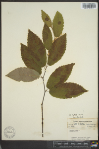 Betula lutea image