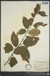 Betula lutea image