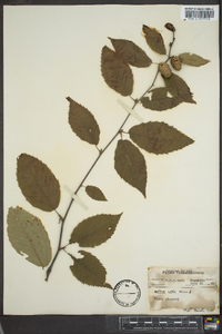 Betula lutea image