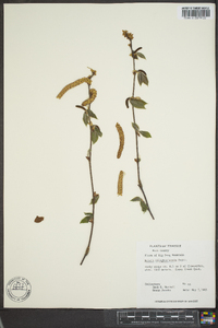 Betula alleghaniensis image