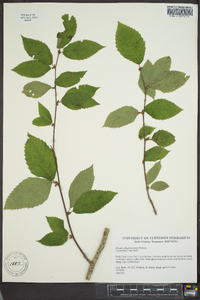 Betula alleghaniensis image