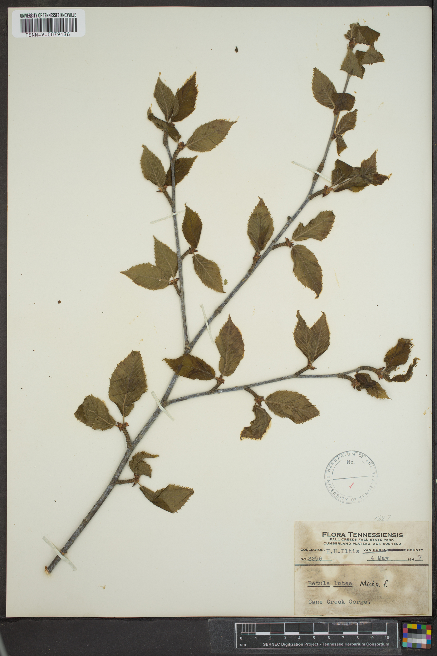 Betula lutea image