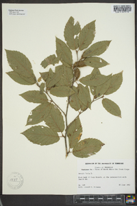 Betula lenta image