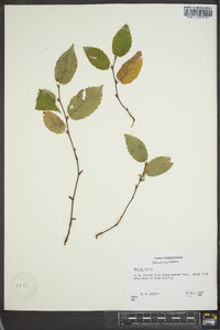 Betula lenta image