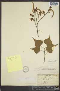 Betula alba image