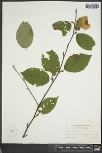 Betula alleghaniensis image