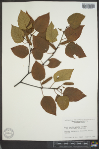 Betula caerulea image