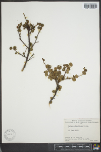 Betula glandulosa image