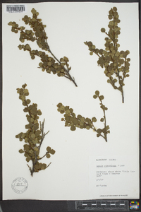 Betula glandulosa image