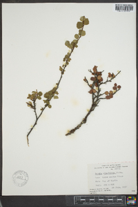 Betula glandulosa image