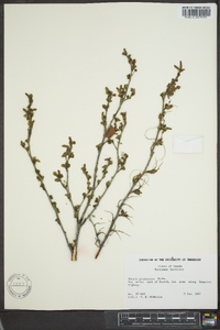 Betula glandulosa image