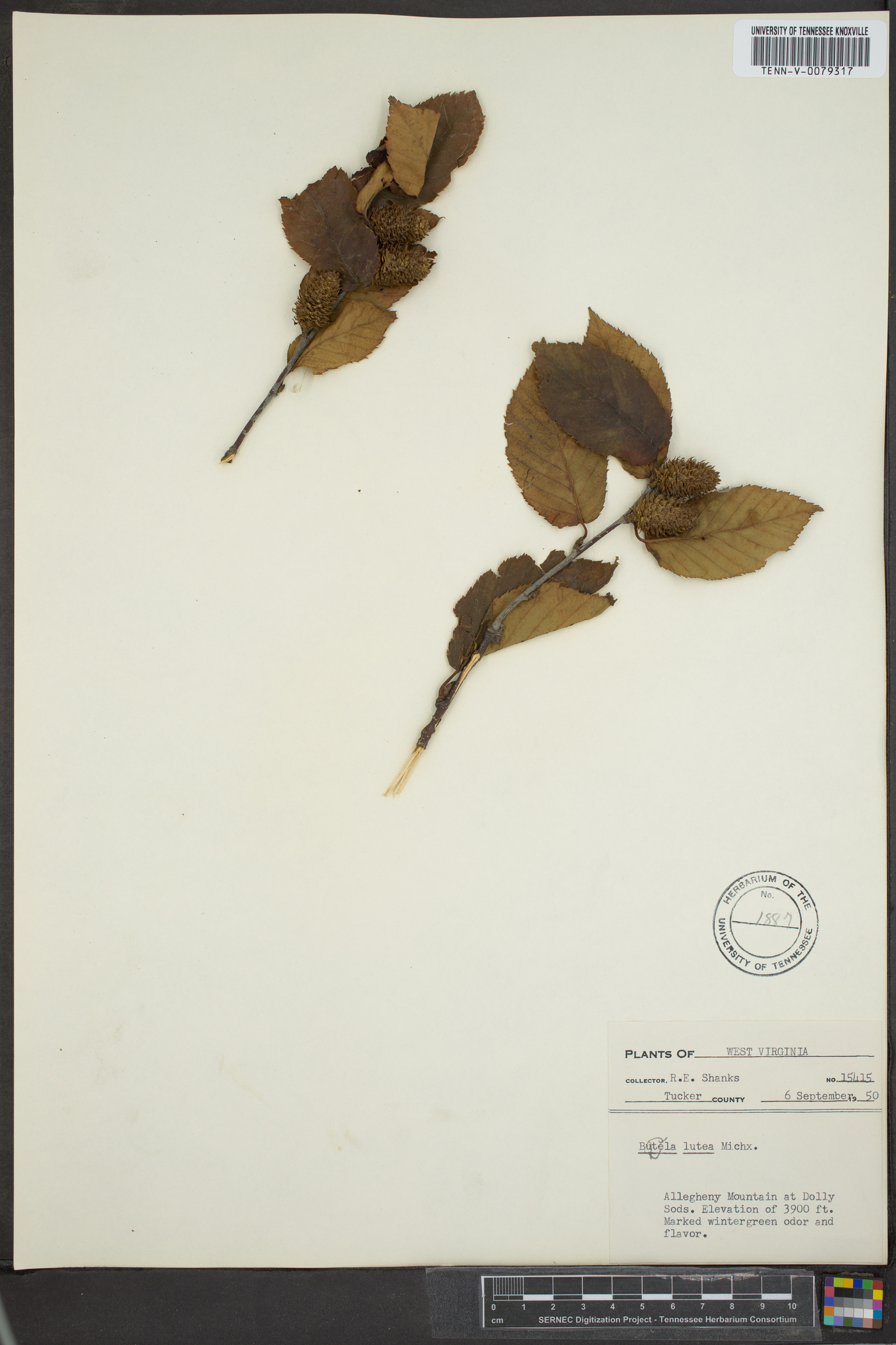 Betula lutea image