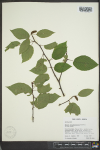 Betula alleghaniensis image