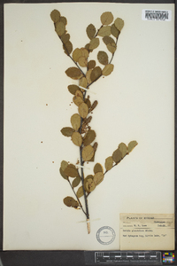 Betula glandulosa image