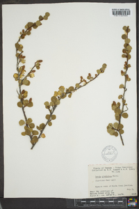 Betula glandulosa image