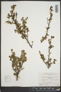 Betula glandulosa var. sibirica image