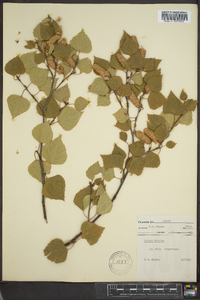 Betula kenaica image