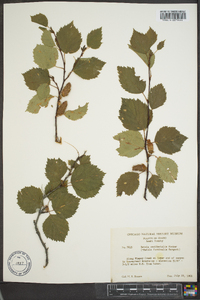 Betula occidentalis image