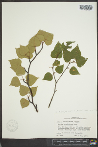 Betula papyrifera image