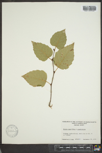 Betula papyrifera image