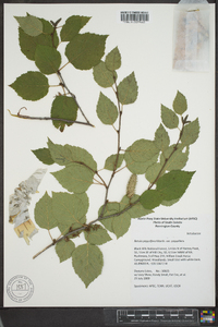 Betula papyrifera image