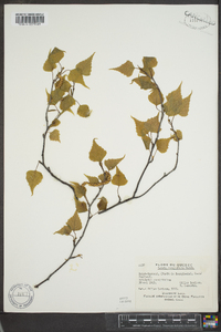 Betula populifolia image