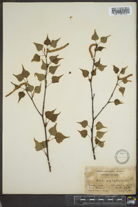 Betula populifolia image