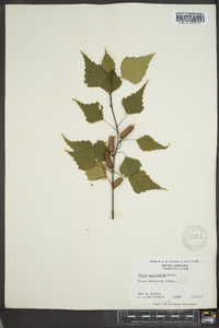 Betula populifolia image