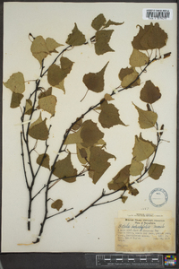 Betula populifolia image