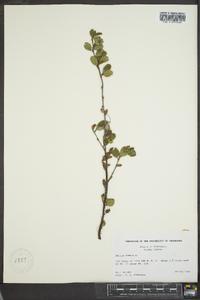 Betula pumila image